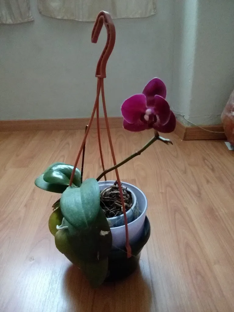 osteria bar casale restaurant in Casalzuigno