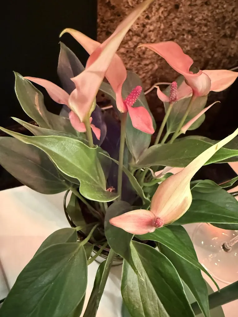 Nahed_Solferino_Case Nuove_recensione