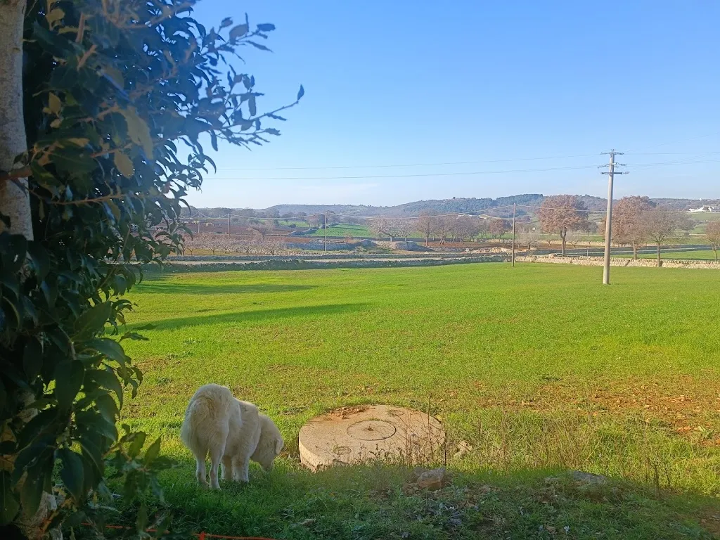 Margherita B_Agriturismo Torrenuova_Alberobello_review