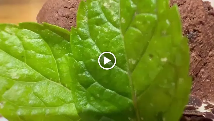 Ristorante Al Nuovo Capriccio_Castellucchio_slider_image_2