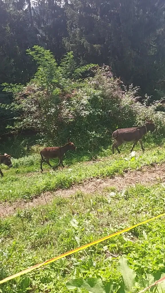 Andrea “M5”_Cascina Calpa - ristorante a Castione della Presolana_Castione della Presolana_recensione