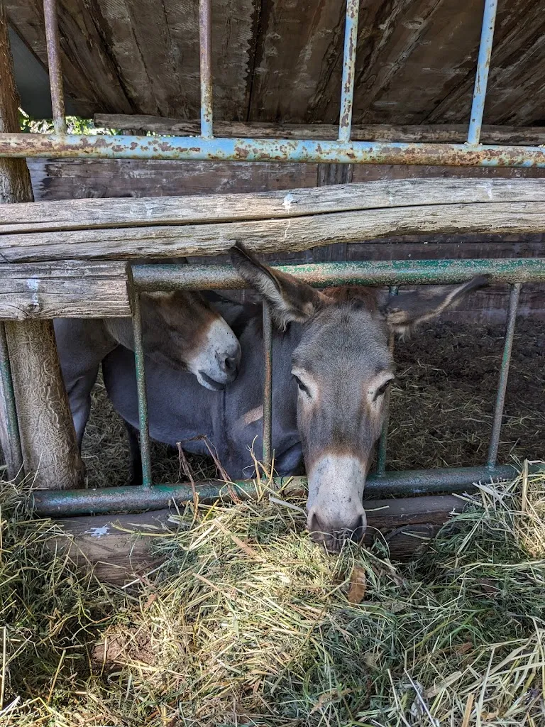 Giorgio_L'Agrifoglio_Cavallasca_review