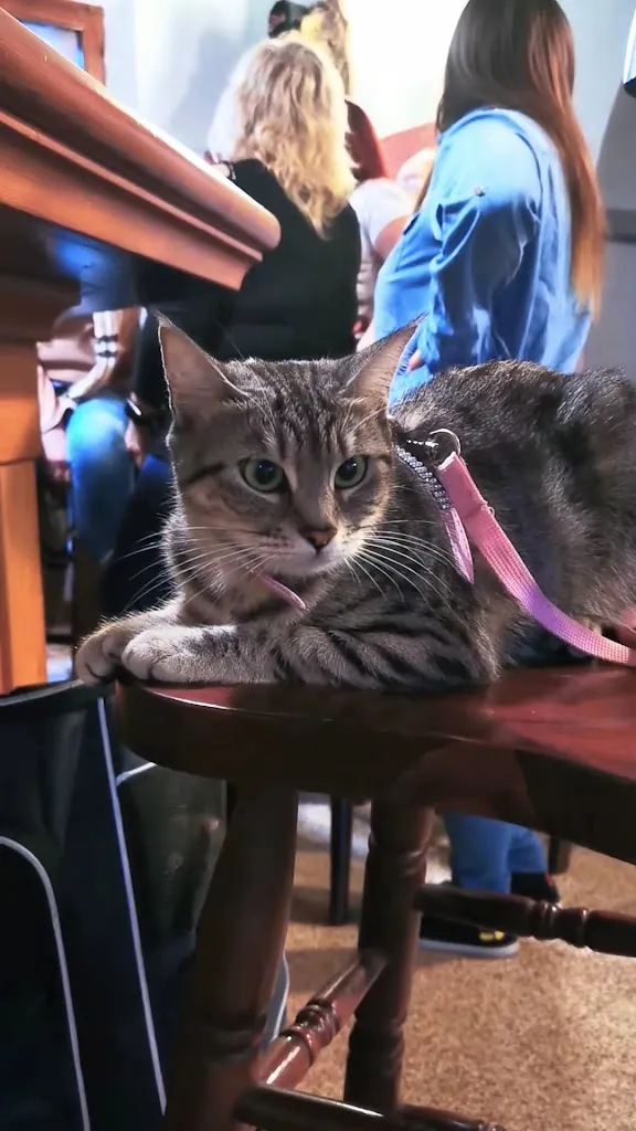 Gigia TravelCat_Agriturismo Agribirrificio Agricampeggio LA CONTEA_Ceresara_review