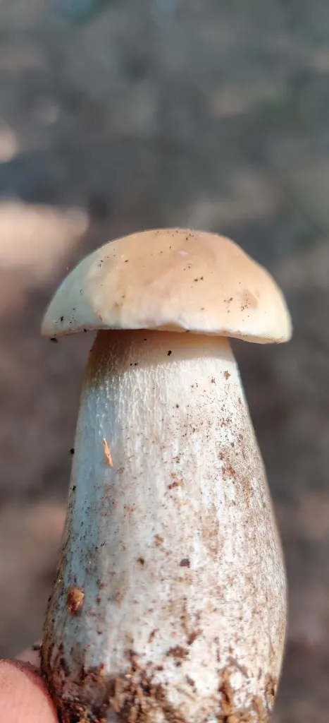 Menu_Chalet Pineta_Cevo_image_8