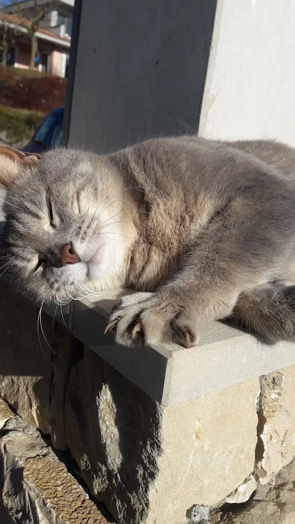 Diana Asandei _Amici del Sushi Asian Restaurant_Clivio_review