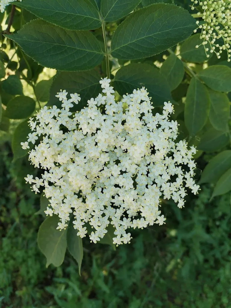 Marco Sergio Pelliconi_Trattoria Del Sole - Ristorante Tipico Lombardo_Comazzo_review