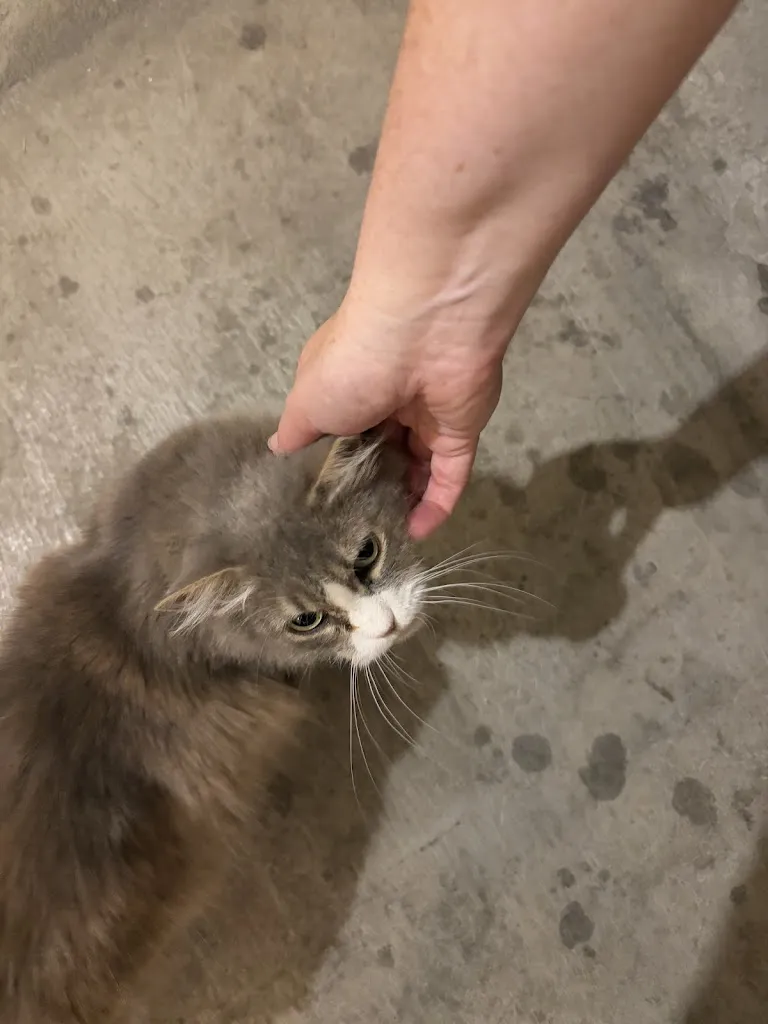 Alan Gruszczyński_Mezzo Gaudio_Alliste_recensione