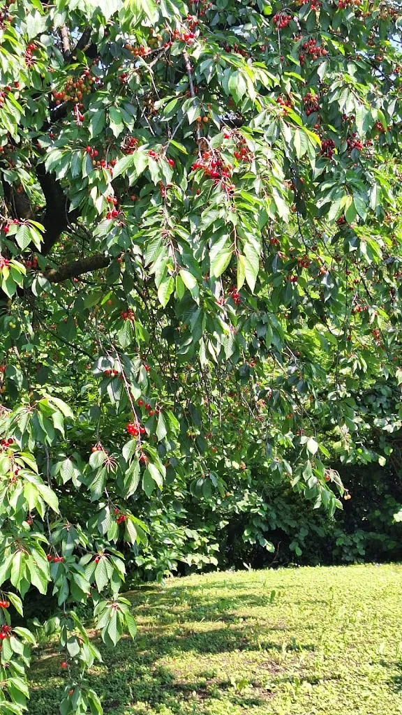 Francesco PAVONCELLI_Ristorante Palazzo Colleoni_Cortenuova_review