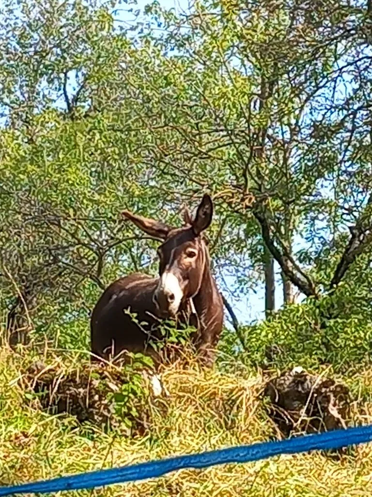 Vanessa vanessa_Ristorante La Pèta_Costa di Serina_review