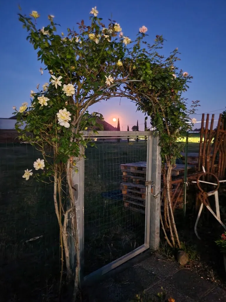 Bar Trattoria Anselmi Dorina restaurant in Derovere