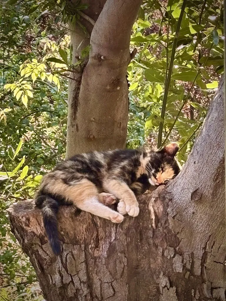 Jonathan Freitag_Aquila d'Oro Osteria Enoteca Bar di Bossio Plinio_Dosso del Liro_review