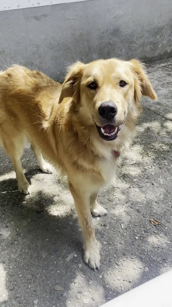 Joe Swartzentruber_Ristoro_Esino Lario_review