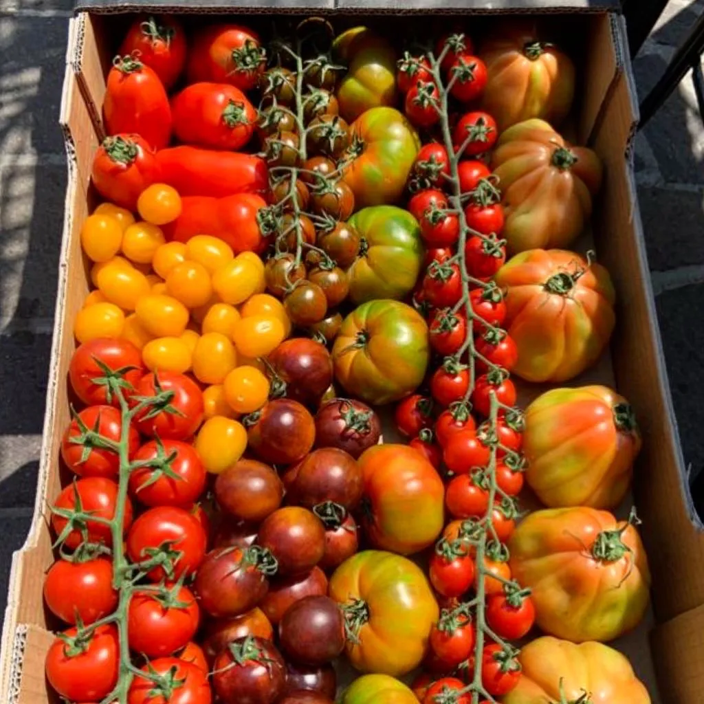 Menu_Santa Pizza | Pizzeria Gourmet Ristorante Vista Lago_Desenzano del Garda_image_8