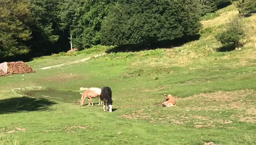 Agriturismo Alpe di Lemna_Faggeto Lario_slider_image_2