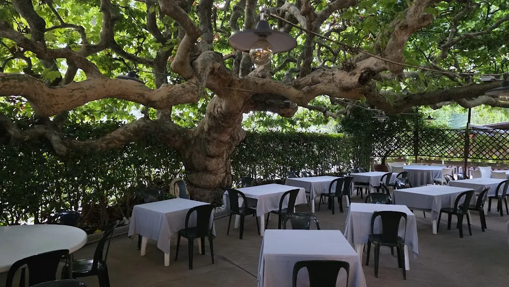 Il Platano Da Gira_Foresto Sparso_slider_image_2