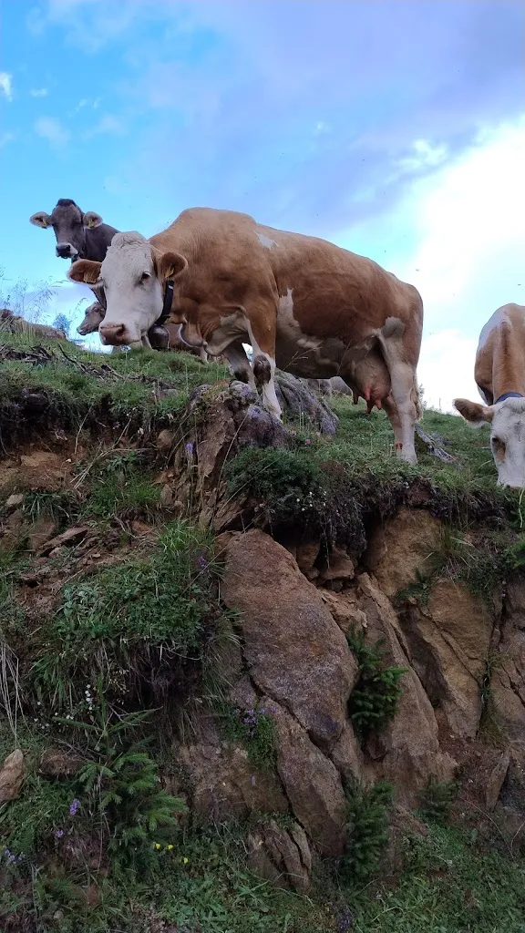 Y_Malga Stabli - Ristorante Bar_Gallo-Tre Re-Mezzana Corti_review