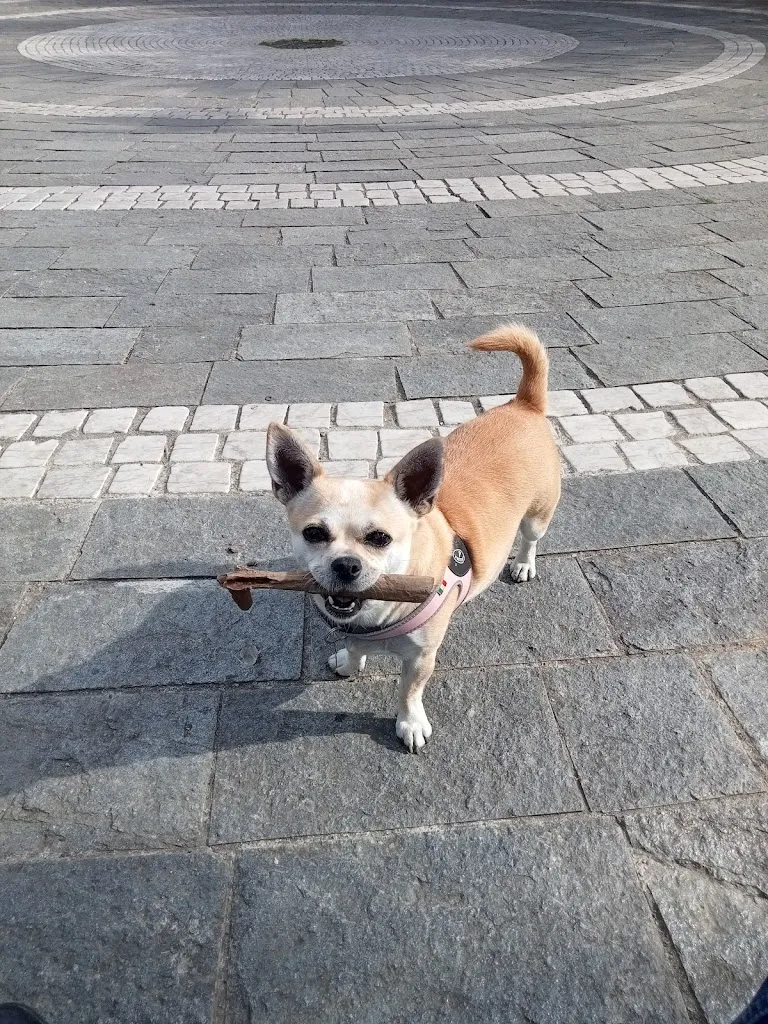 Salvatore Longo_PRIMA TAPPA CAFE’_Garbagnate_recensione