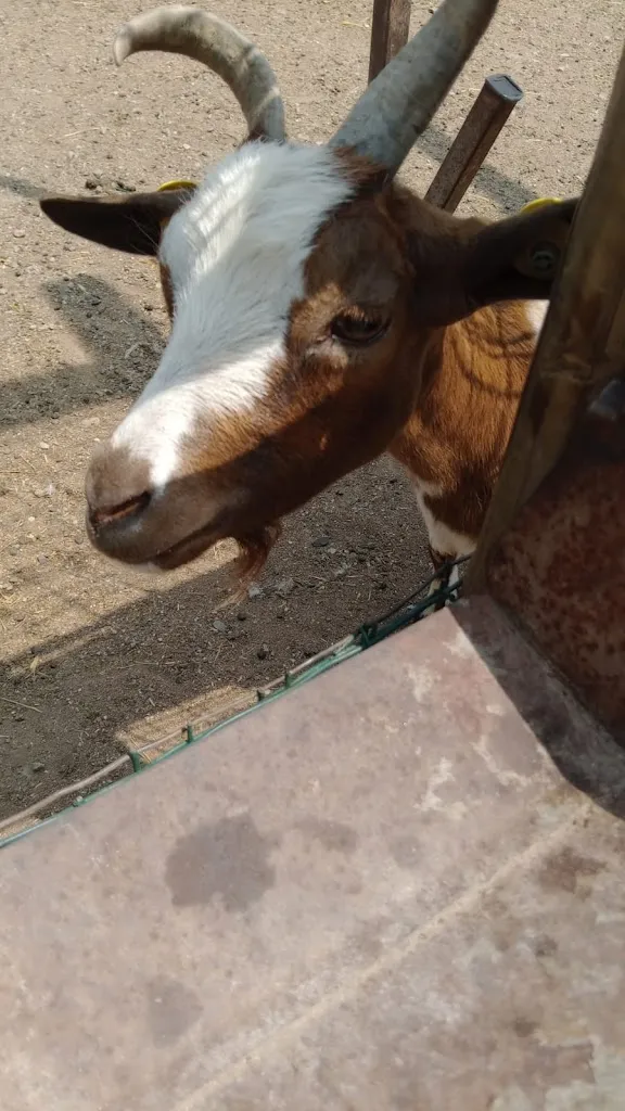 The Jaguar_Locanda Clorofilla Agriturismo Cambiago_Gessate_review