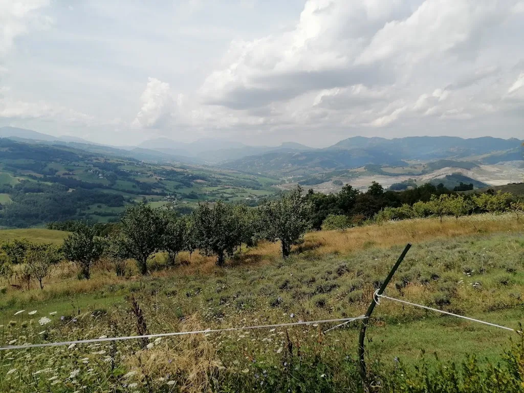 La Vale170_LA TORRETTA_Giovenzano_review