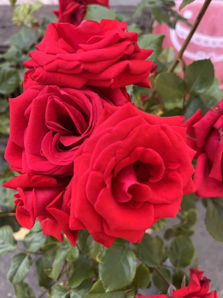 Stefano Ettori_Bar Trattoria Nonily - Bocciodromo Piero Fontana_Godiasco_review