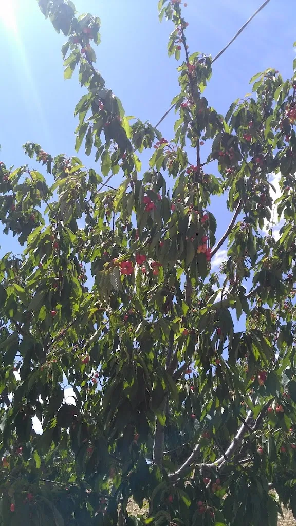 Antonio Gusto_I Grifoni_Ascoli Satriano_recensione