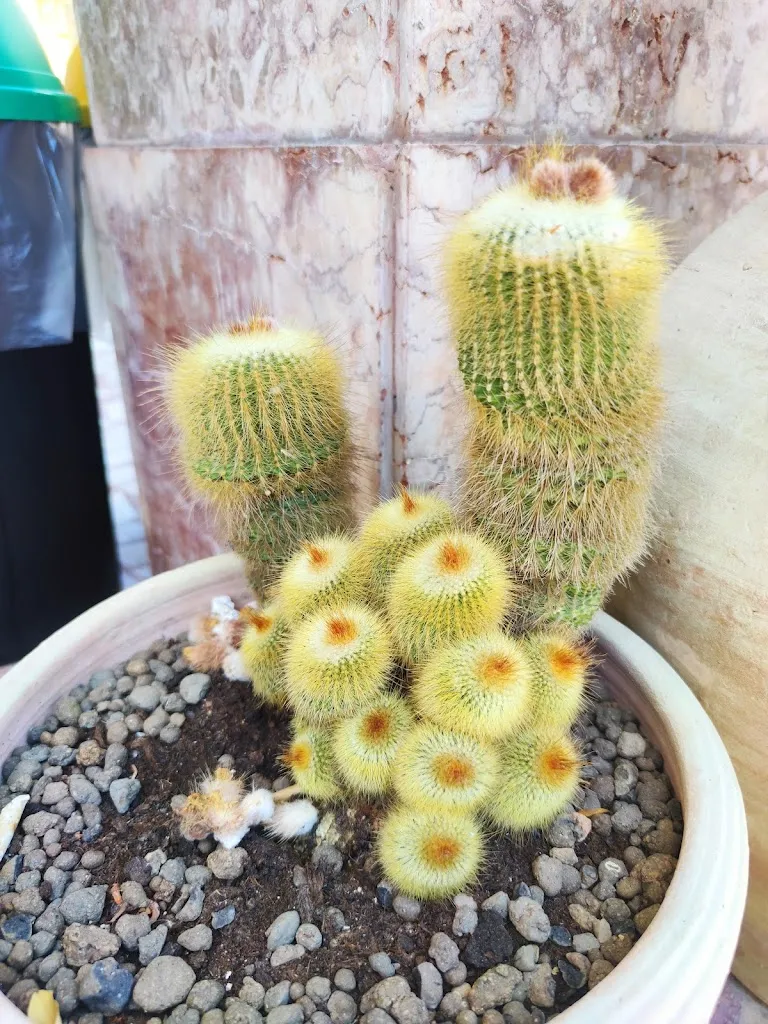 Menu_PiAzz_Borgo Santa Maria Immacolata_image_8