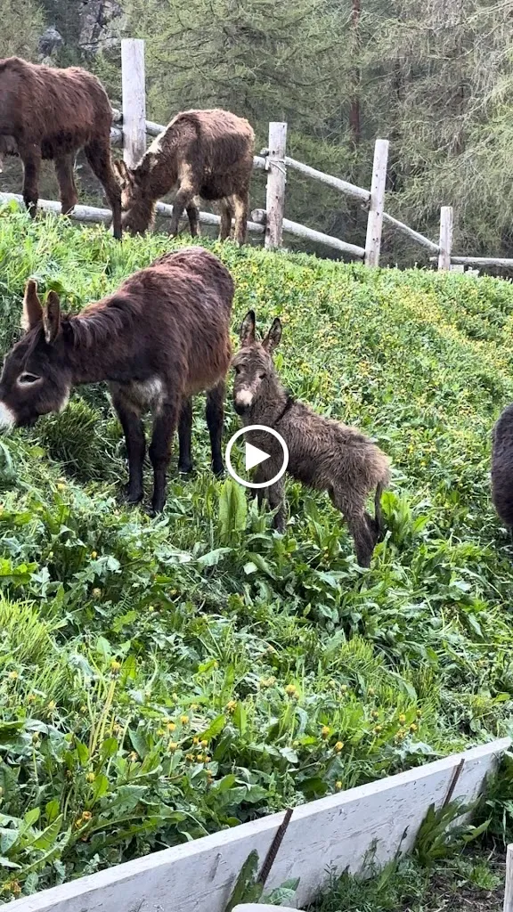 La Tresenda Agriturismo Mountain Farm_Livigno_slider_image_2