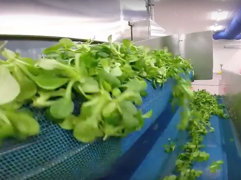 Viscardi G.Carlo Soc. Agricola & C. s.s. restaurant in Lurano