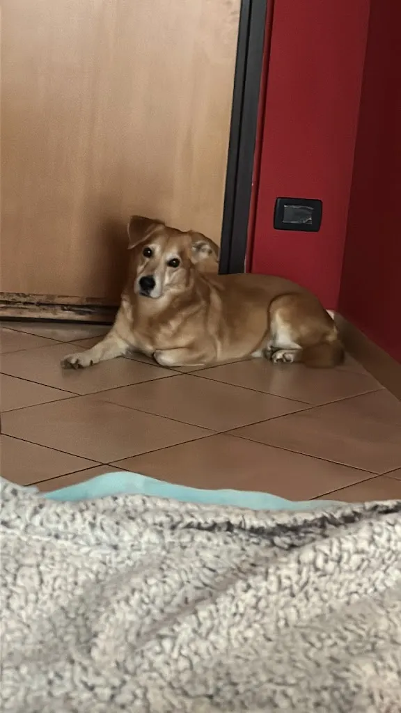 Giulia Di Giorgio_Clinica veterinaria_Magherno_review