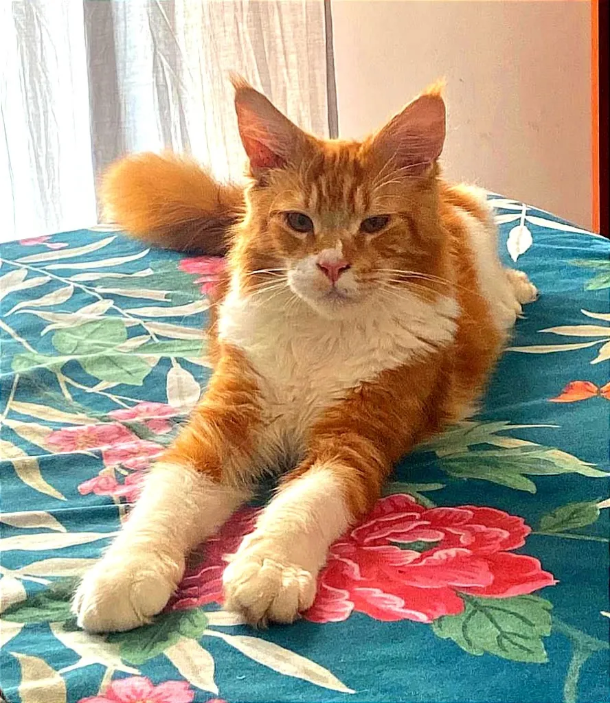 Claudio Zanaletti_Clinica veterinaria_Magherno_review