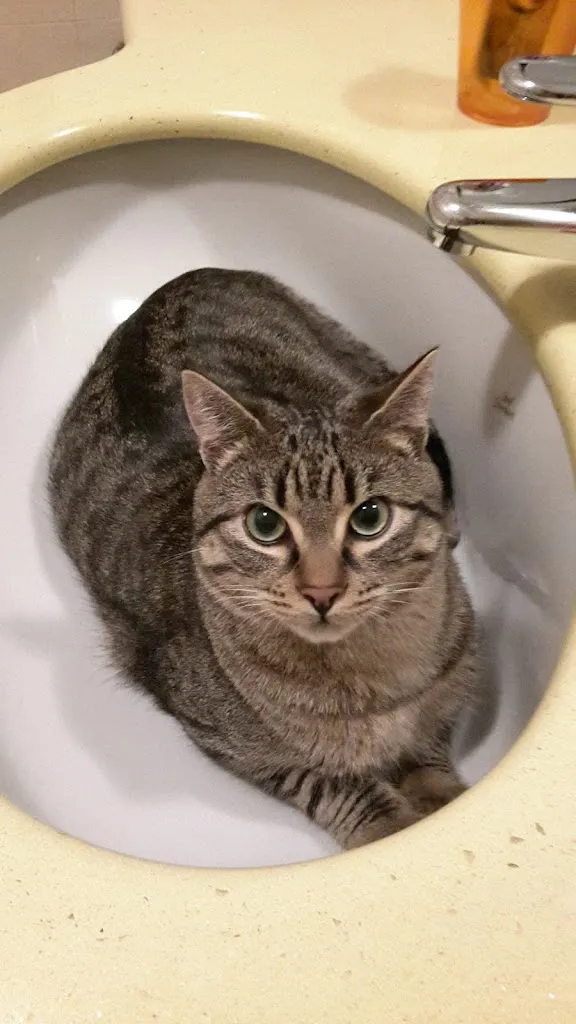 Clinica veterinaria_Magherno_slider_image_2