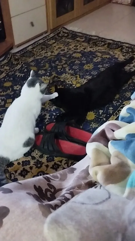 Clinica veterinaria_Magherno_slider_image_3