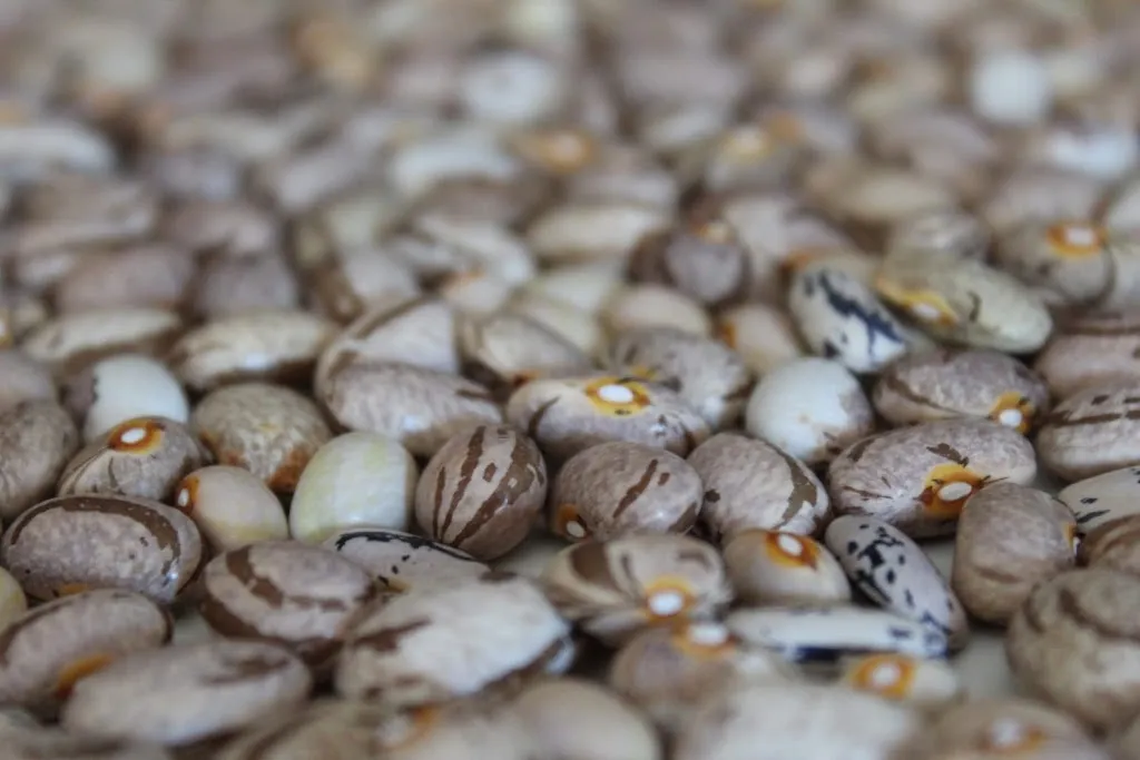 Menu_BèpeteBAM_Malonno_immagine_5