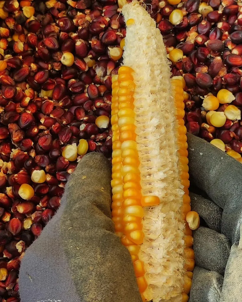 Menu_BèpeteBAM_Malonno_immagine_7