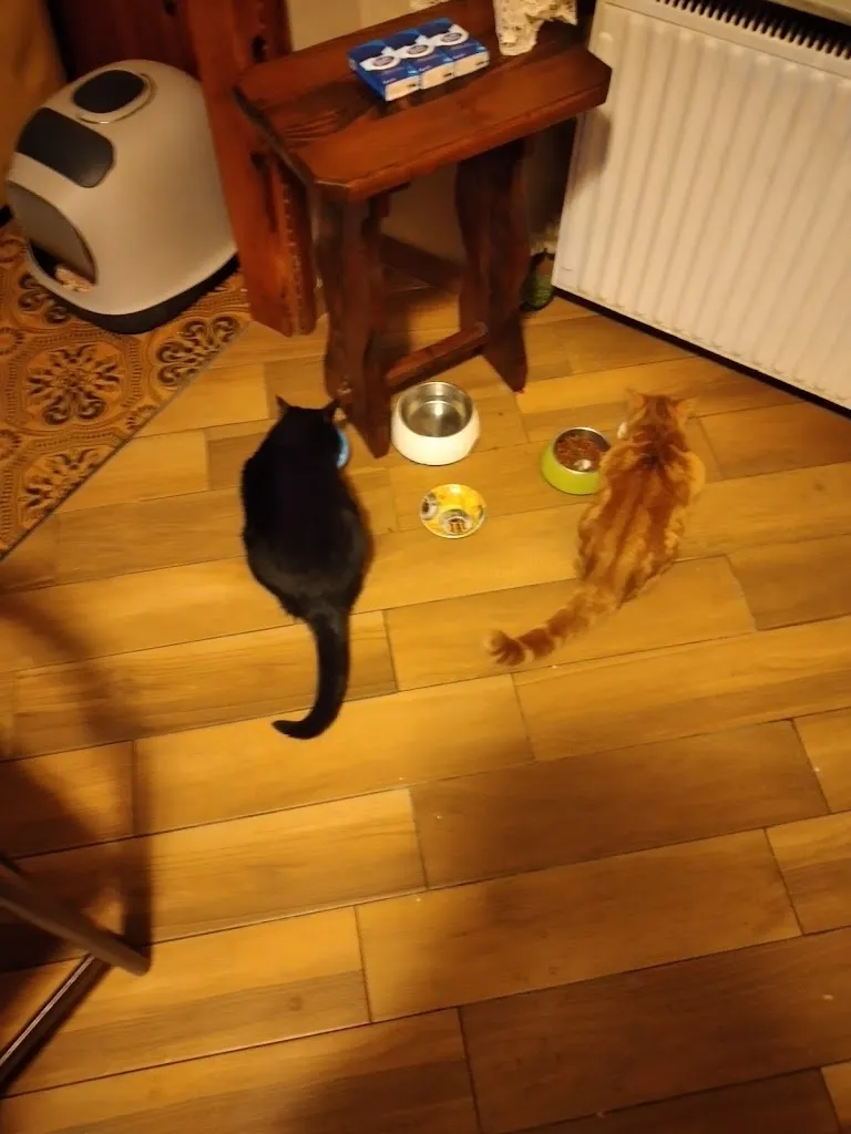 Il gatto nero_Monno_slider_image_3