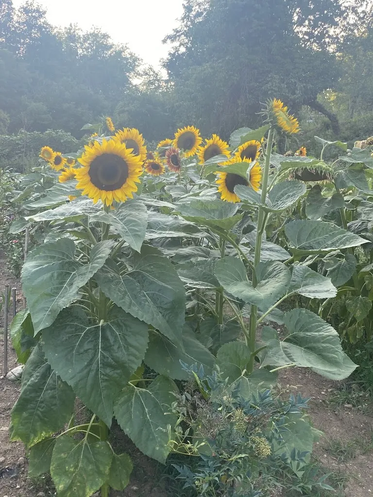 Nives_Agriturismo Giovanna Passeri_Monticello Brianza_review