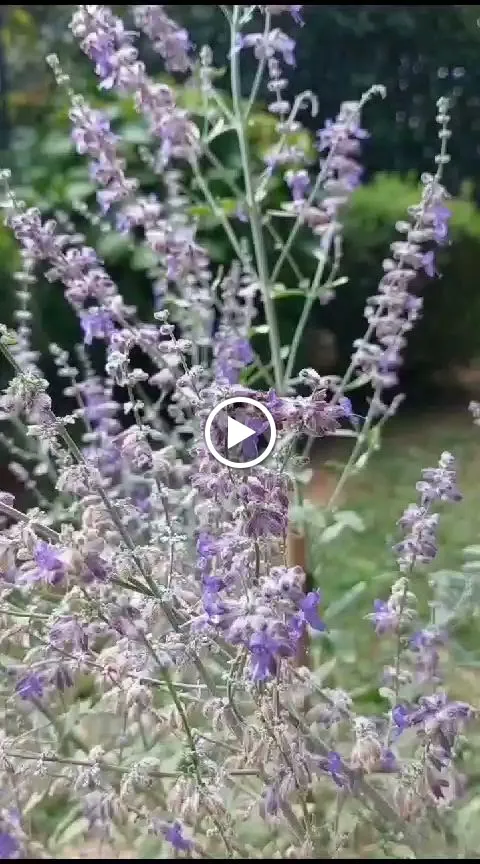 Ristorante La Caprese dal 1975 _Mozzo_slider_image_2