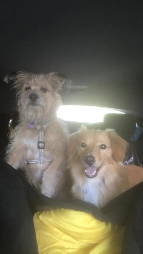 stefano salciarini_Gelateria Ciliegine Rosse_Pavone del Mella_review