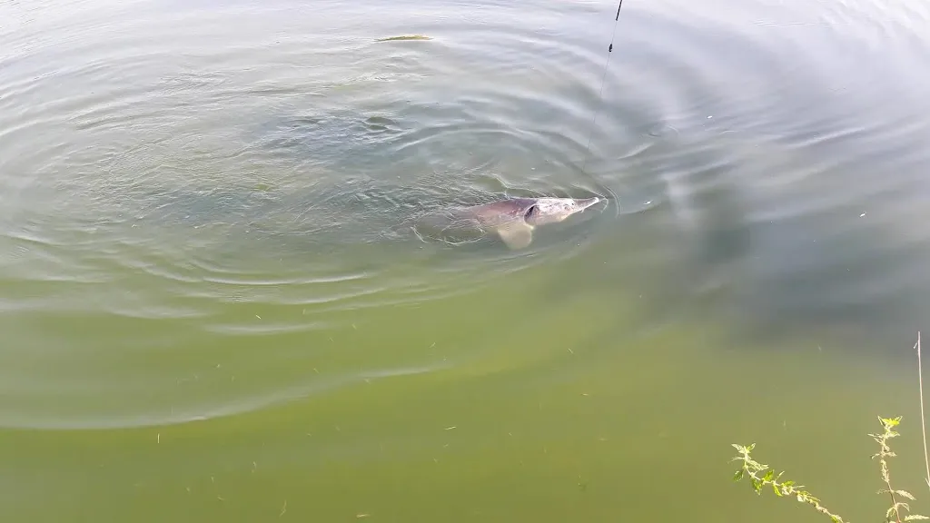 Trattoria Lago Segugio | Pesca Sportiva_Pizzighettone_slider_image_2