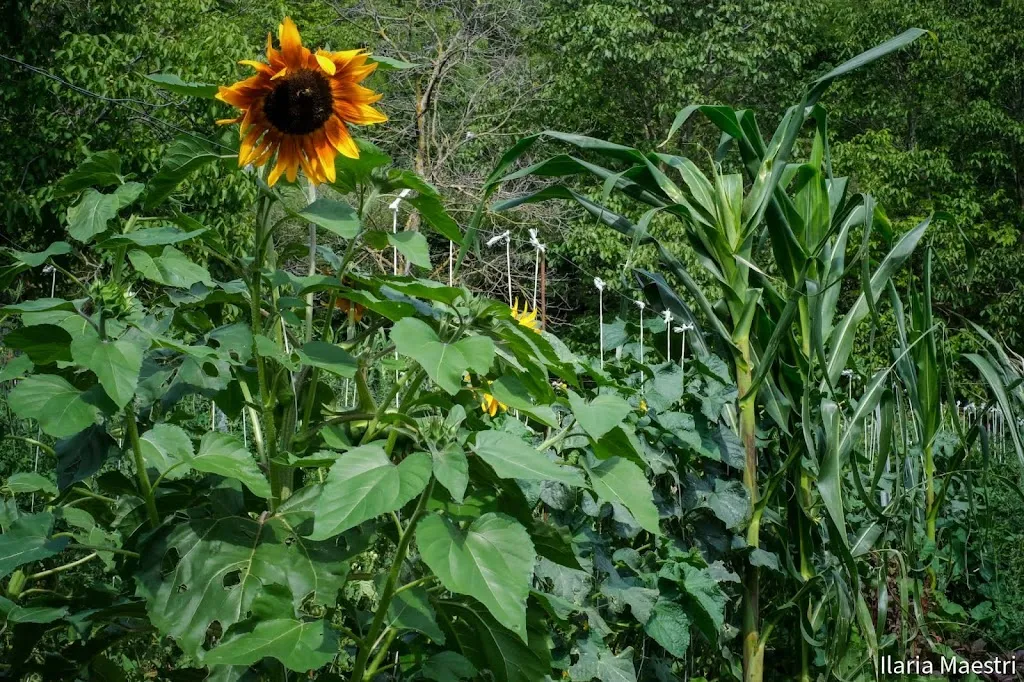 Orti del Monte - azienda agricola_Provaglio Val Sabbia_slider_image_1