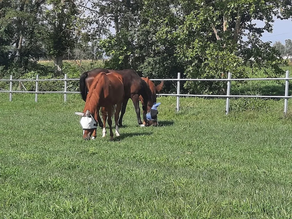 MARIA FIORENTINO_Equi.Care ASD - Centro Equestre_Pumenengo_recensione