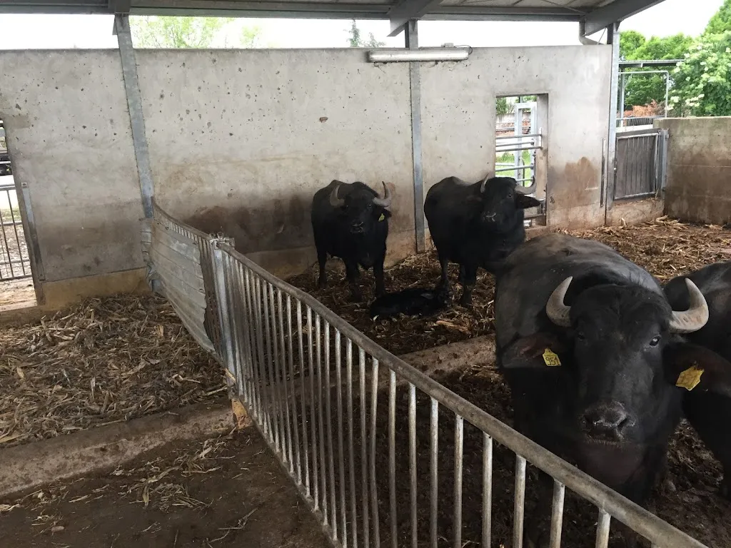 Sauro Selleri_Azienda Agricola Gorbani_Pumenengo_review