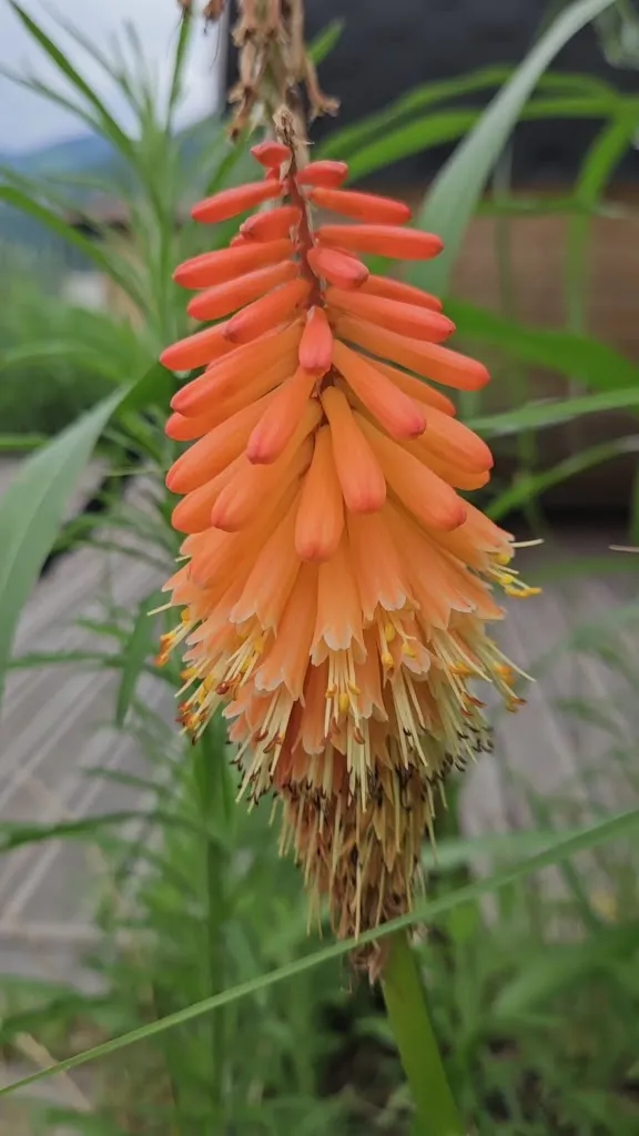 Hotel Ristorante Miranda_Riva di Solto_slider_image_2