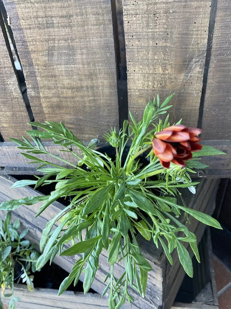 Ristorante Giardino Alpino di Giulia Mazzocchi_Romagnese_slider_image_2