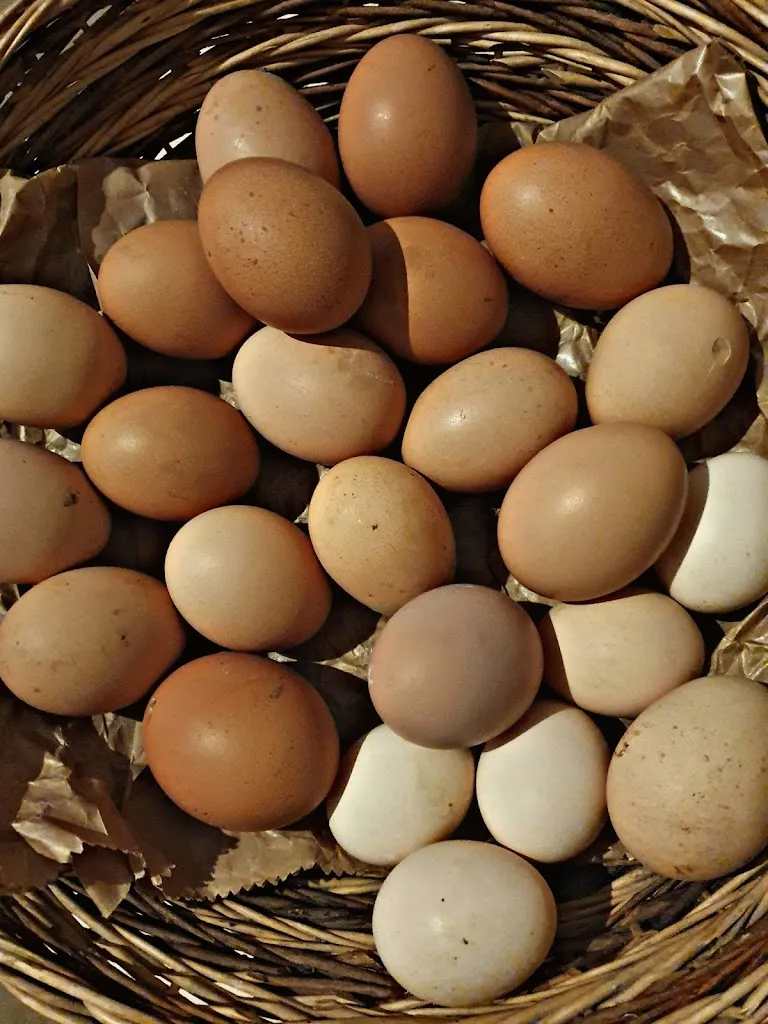 Menu_Sunagra Home Restaurant_Rovescala_image_9