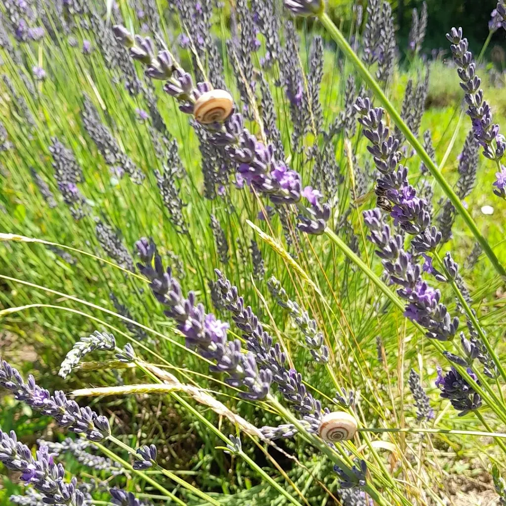 patrizia ferrari_Ristorante Boccapane_Ruino_review