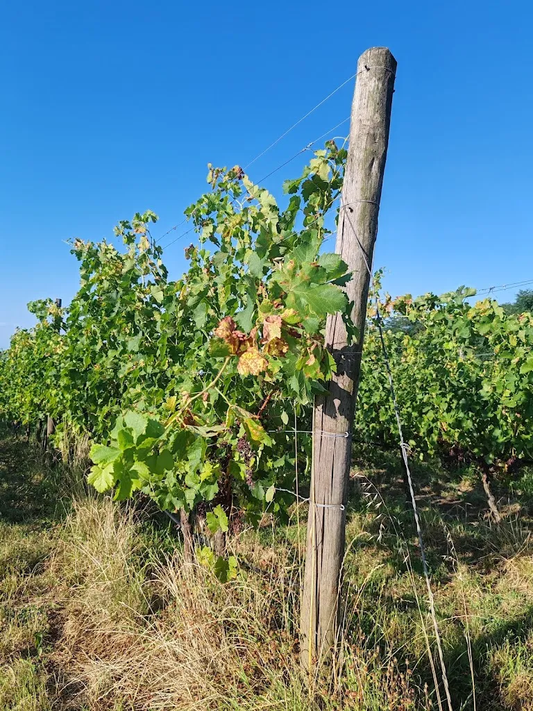 Cristina Mollo_Aperivigna Poderi di San Pietro_San Colombano al Lambro_review