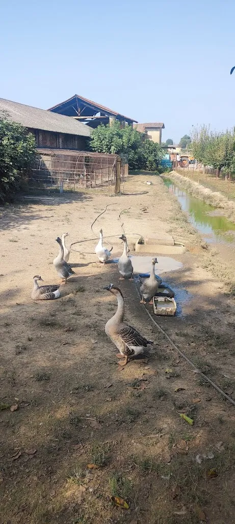 il Panther_Agriturismo La Divizia_San Fiorano_review