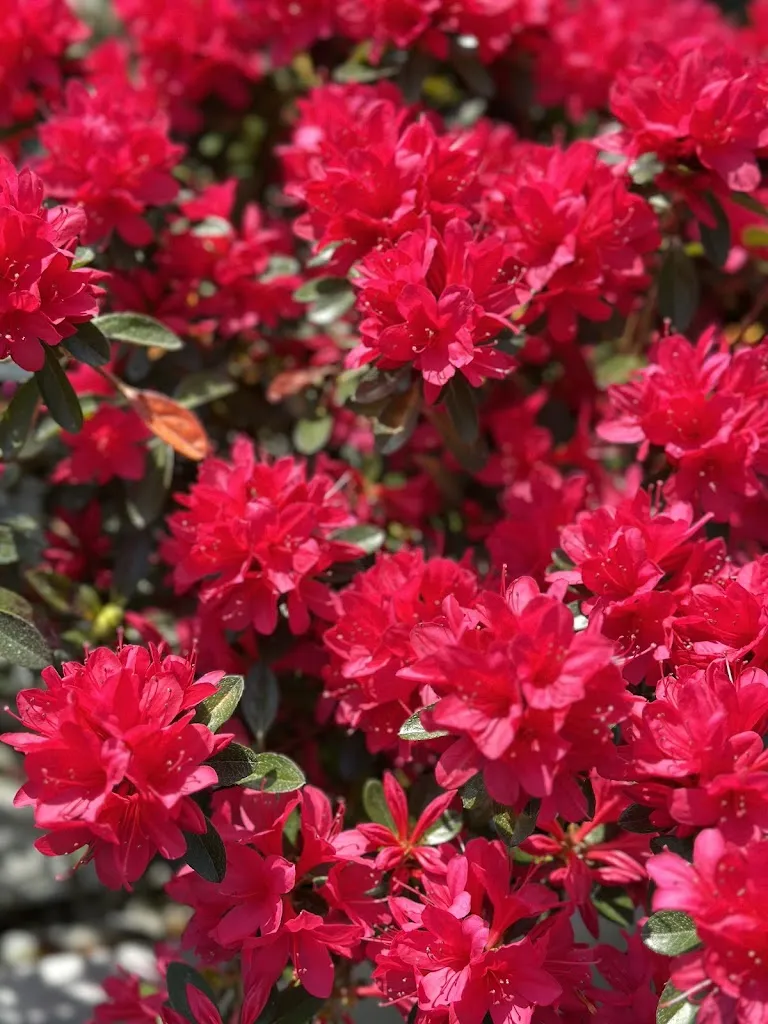 rizze23_Il Podere San Fiorano - Orto, giardino & cose belle_San Fiorano_recensione