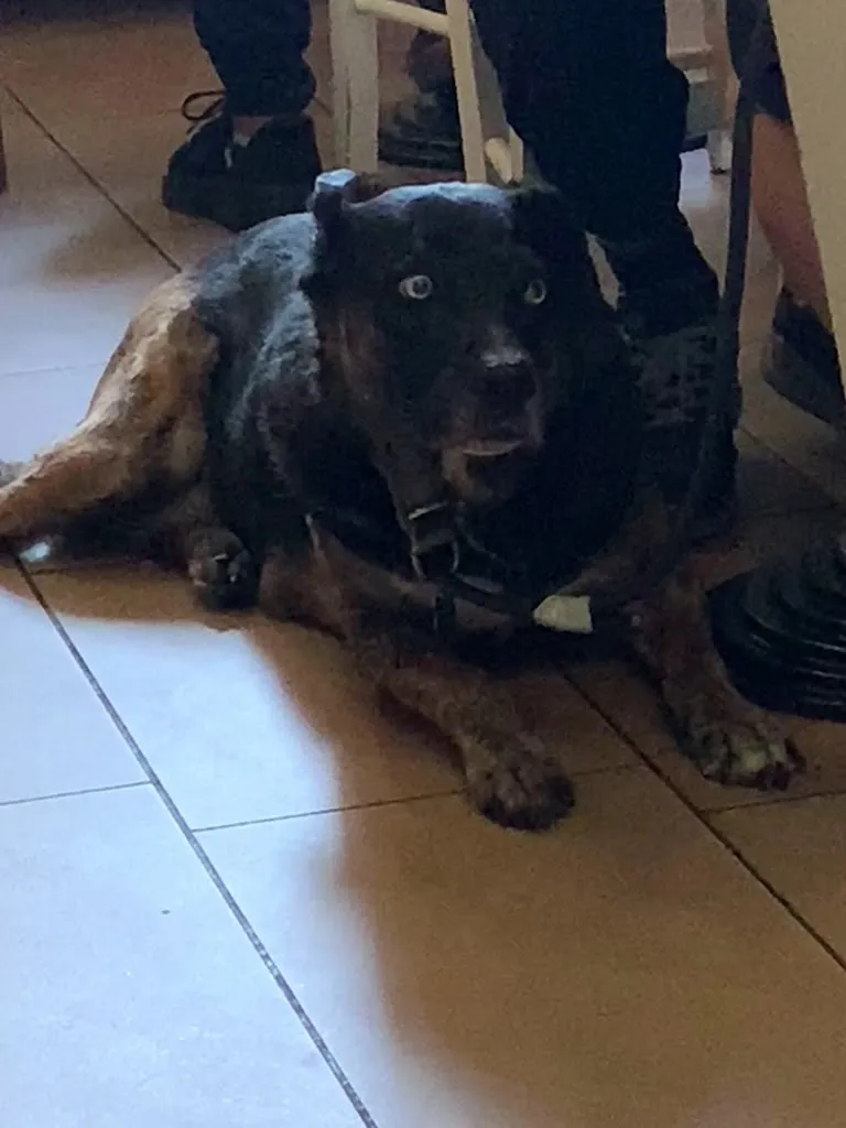 Ivan Herasymov_Bar Segrate_Segrate_Bewertung